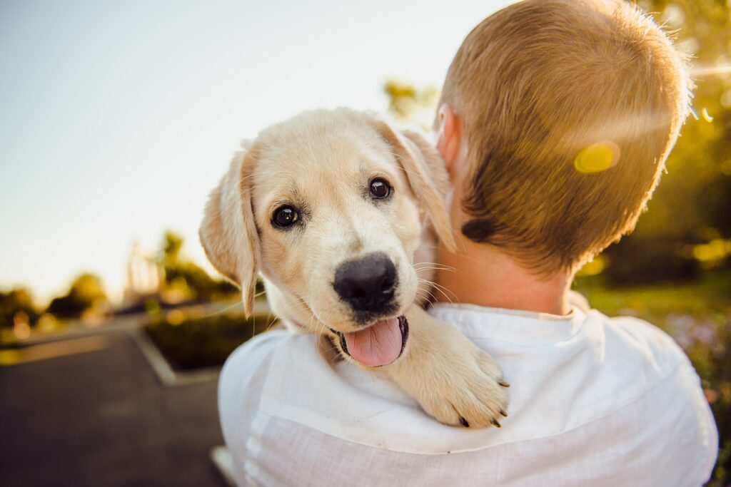 Essential Tips for Traveling with Pets