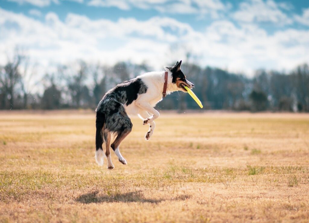 Top 5 Pet Training Techniques for Beginners