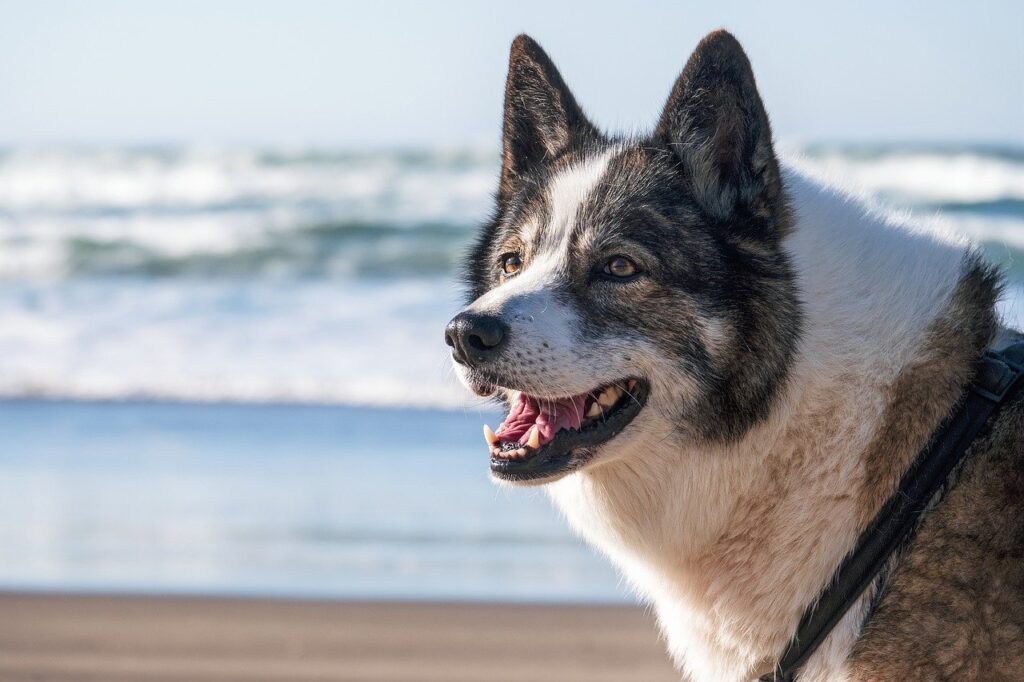 The Best Exercise Routines for Active Dogs