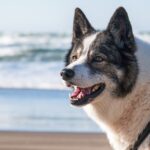 The Best Exercise Routines for Active Dogs