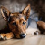 How to Create a Pet Emergency Plan